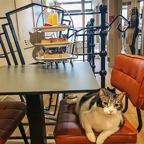 green square cat cafe